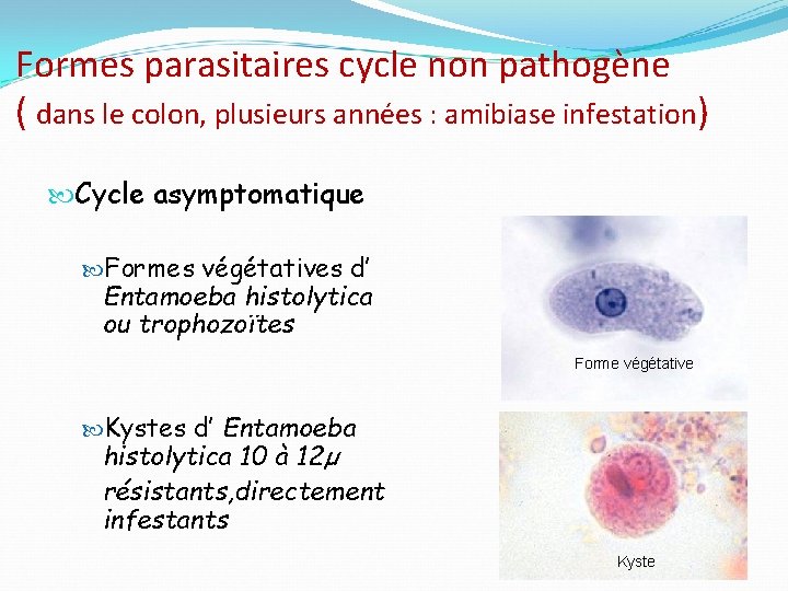 Formes parasitaires cycle non pathogène ( dans le colon, plusieurs années : amibiase infestation)