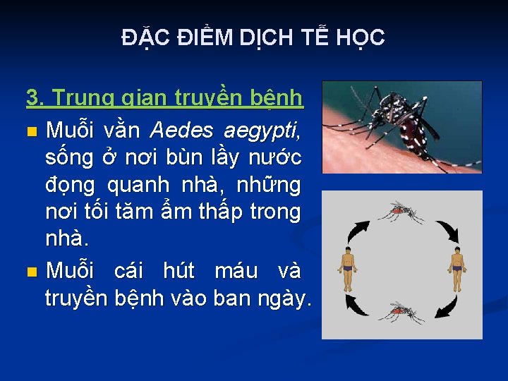 ĐẶC ĐIỂM DỊCH TỄ HỌC 3. Trung gian truyền bệnh n Muỗi vằn Aedes