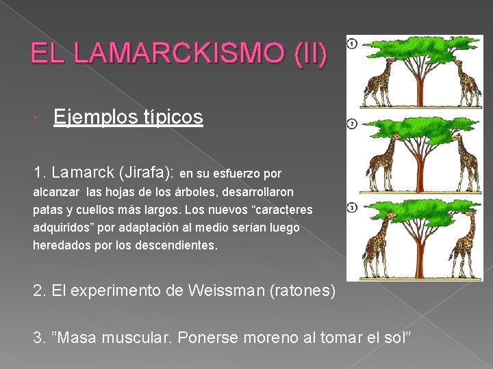 EL LAMARCKISMO (II) Ejemplos típicos 1. Lamarck (Jirafa): en su esfuerzo por alcanzar las