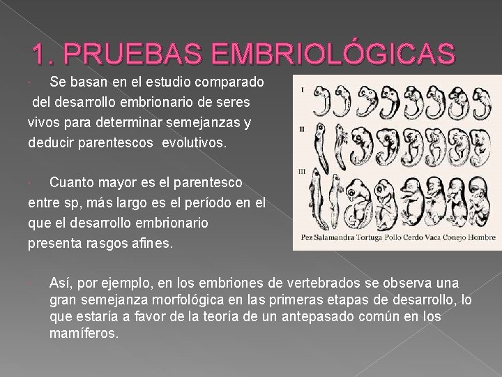 1. PRUEBAS EMBRIOLÓGICAS Se basan en el estudio comparado del desarrollo embrionario de seres