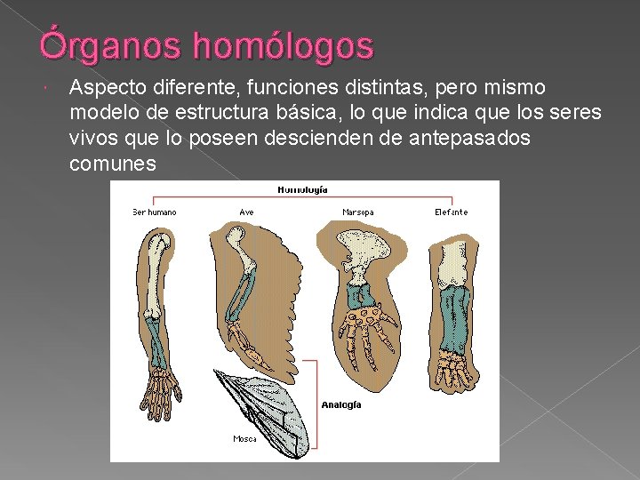 Órganos homólogos Aspecto diferente, funciones distintas, pero mismo modelo de estructura básica, lo que