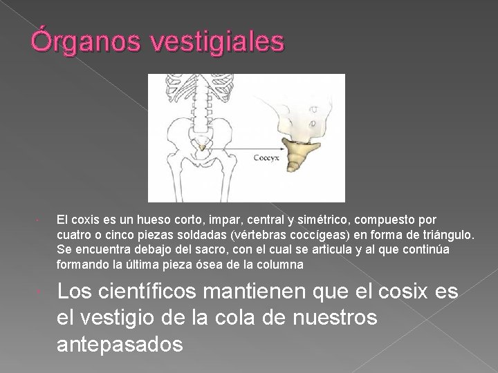 Órganos vestigiales El coxis es un hueso corto, impar, central y simétrico, compuesto por