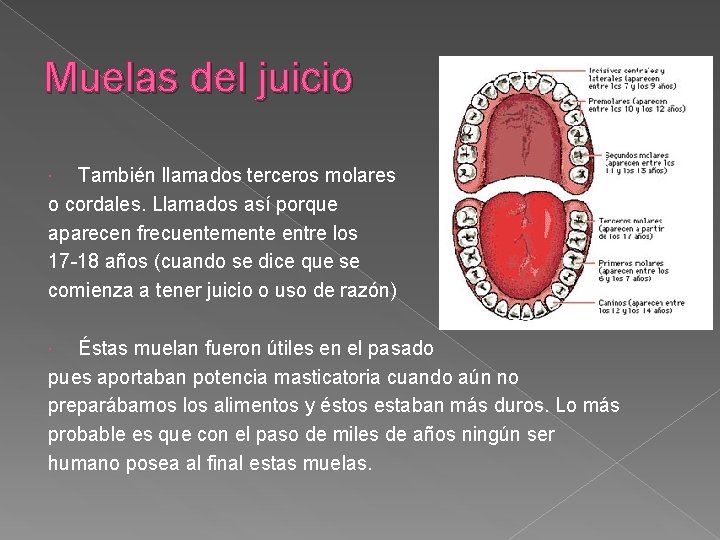 Muelas del juicio También llamados terceros molares o cordales. Llamados así porque aparecen frecuentemente