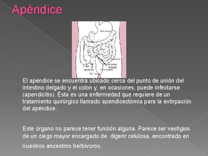 Apéndice El apéndice se encuentra ubicado cerca del punto de unión del intestino delgado