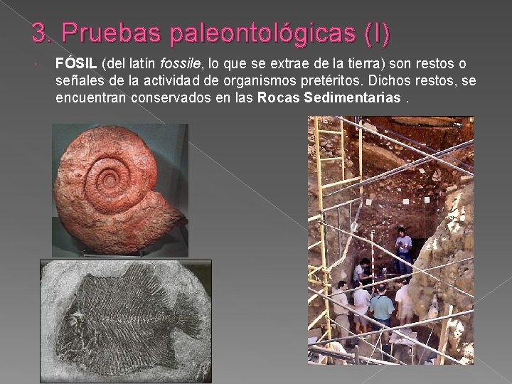 3. Pruebas paleontológicas (I) FÓSIL (del latín fossile, lo que se extrae de la