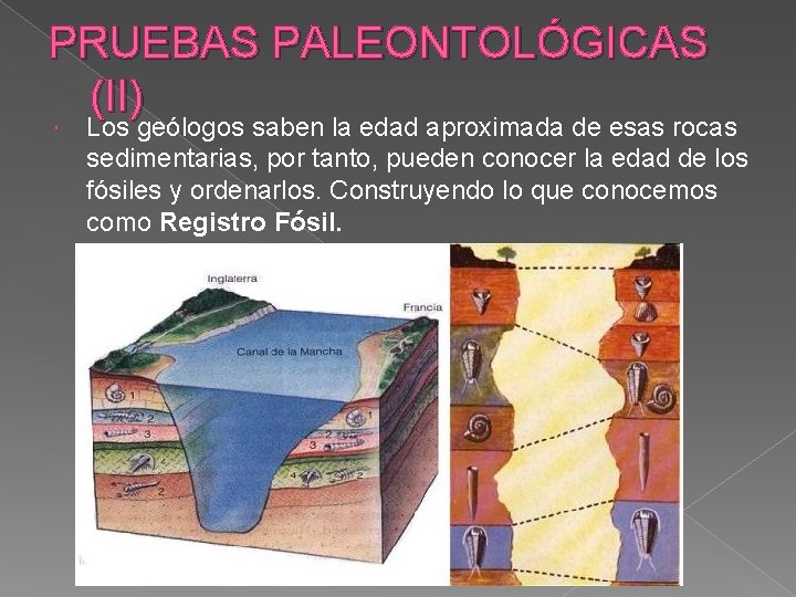 PRUEBAS PALEONTOLÓGICAS (II) Los geólogos saben la edad aproximada de esas rocas sedimentarias, por