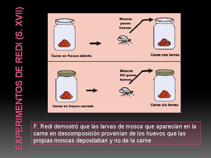 EXPERIMENTOS DE REDI (S. XVII) F. Redi demostró que las larvas de mosca que