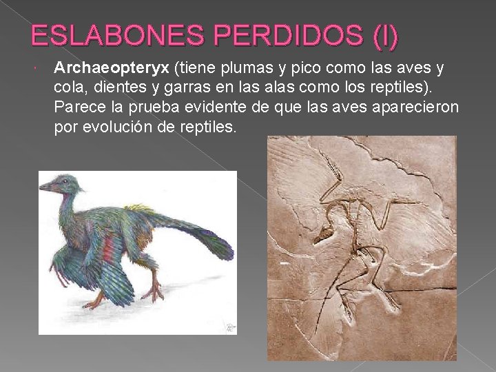 ESLABONES PERDIDOS (I) Archaeopteryx (tiene plumas y pico como las aves y cola, dientes