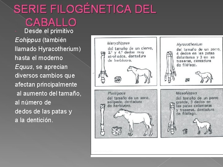 SERIE FILOGÉNETICA DEL CABALLO Desde el primitivo Eohippus (también llamado Hyracotherium) hasta el moderno