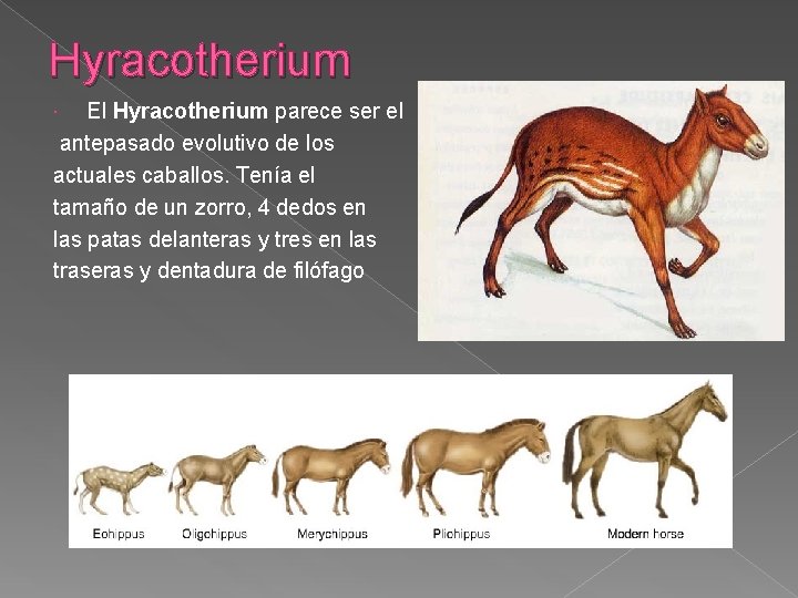 Hyracotherium El Hyracotherium parece ser el antepasado evolutivo de los actuales caballos. Tenía el