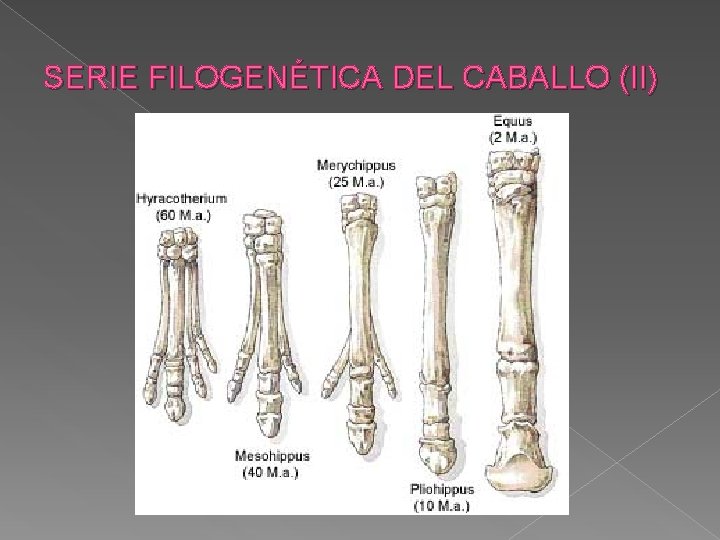 SERIE FILOGENÉTICA DEL CABALLO (II) 