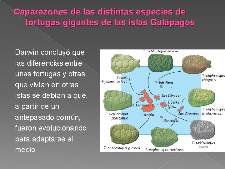 Caparazones de las distintas especies de tortugas gigantes de las islas Galápagos Darwin concluyó