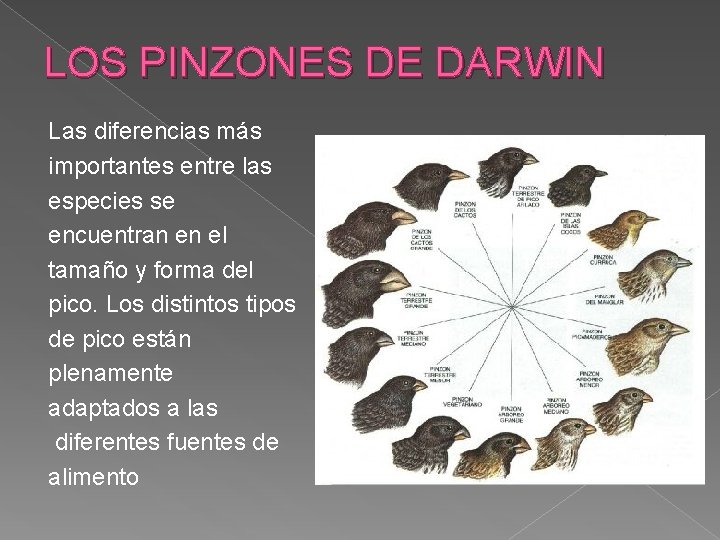 LOS PINZONES DE DARWIN Las diferencias más importantes entre las especies se encuentran en