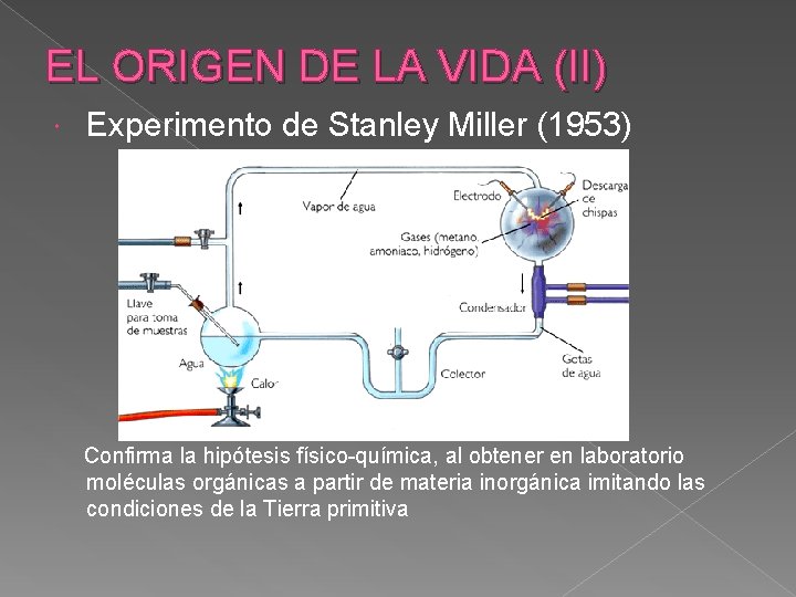 EL ORIGEN DE LA VIDA (II) Experimento de Stanley Miller (1953) Confirma la hipótesis