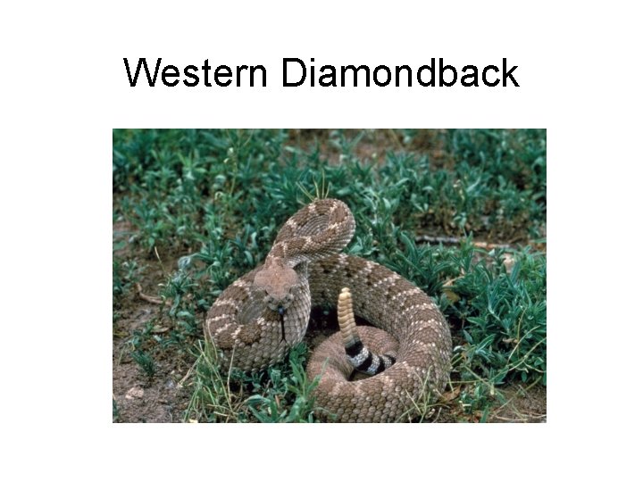 Western Diamondback 