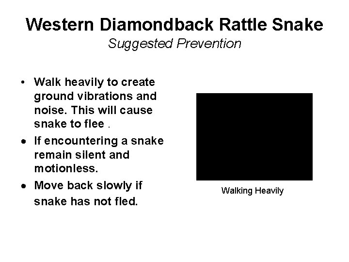 Western Diamondback Rattle Snake Suggested Prevention • Walk heavily to create ground vibrations and