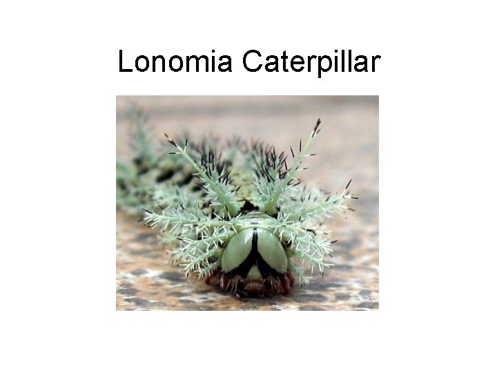 Lonomia Caterpillar 