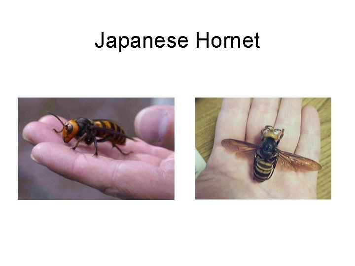 Japanese Hornet 