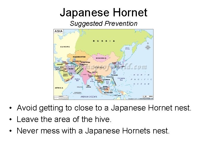 Japanese Hornet Suggested Prevention • Avoid getting to close to a Japanese Hornet nest.