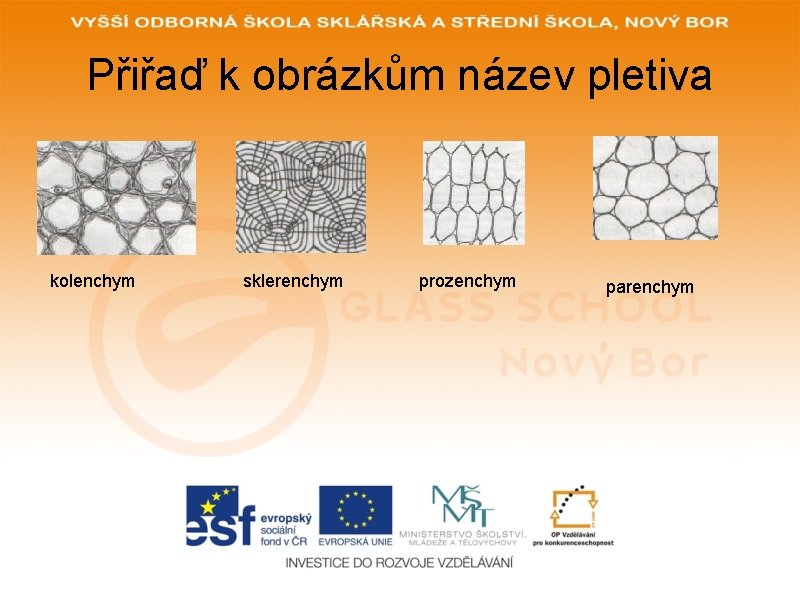 Přiřaď k obrázkům název pletiva kolenchym sklerenchym prozenchym parenchym 