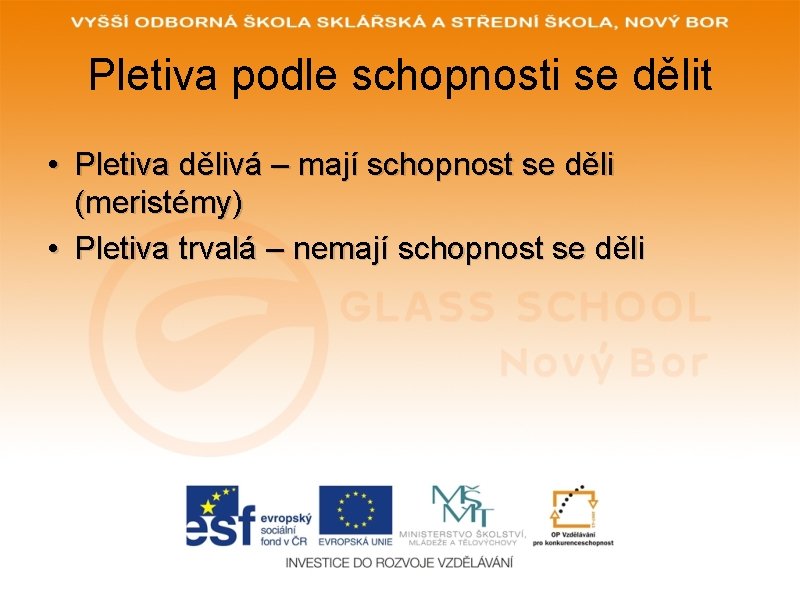 Pletiva podle schopnosti se dělit • Pletiva dělivá – mají schopnost se děli (meristémy)