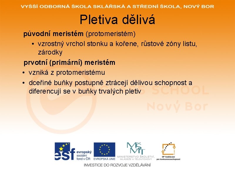 Pletiva dělivá původní meristém (protomeristém) • vzrostný vrchol stonku a kořene, růstové zóny listu,