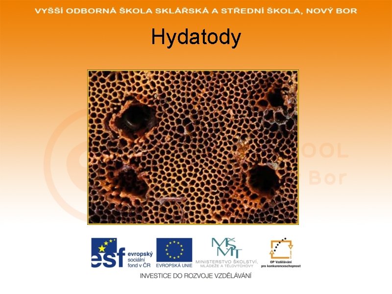 Hydatody 