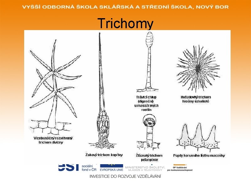 Trichomy 