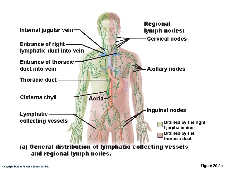 Regional lymph nodes: Cervical nodes Internal jugular vein Entrance of right lymphatic duct into