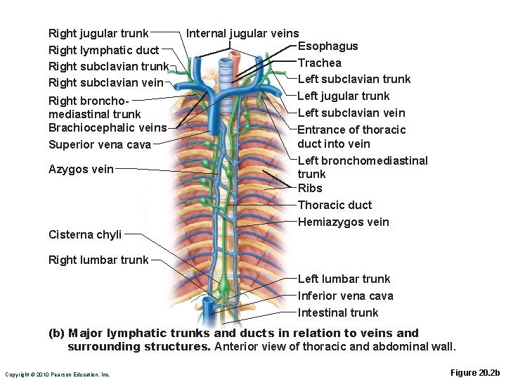 Right jugular trunk Right lymphatic duct Right subclavian trunk Right subclavian vein Right bronchomediastinal