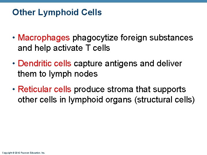 Other Lymphoid Cells • Macrophages phagocytize foreign substances and help activate T cells •