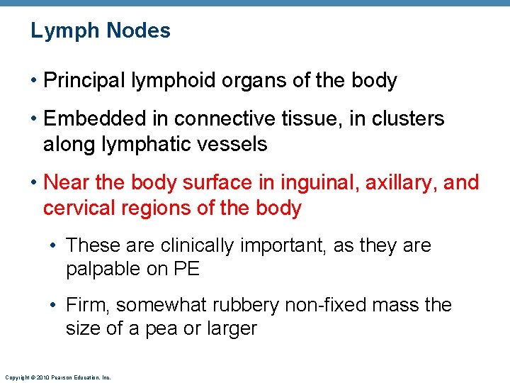 Lymph Nodes • Principal lymphoid organs of the body • Embedded in connective tissue,