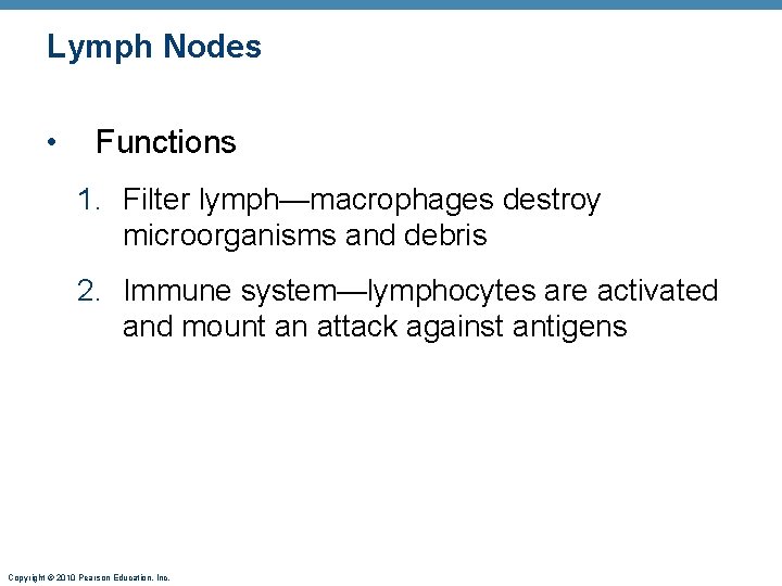 Lymph Nodes • Functions 1. Filter lymph—macrophages destroy microorganisms and debris 2. Immune system—lymphocytes