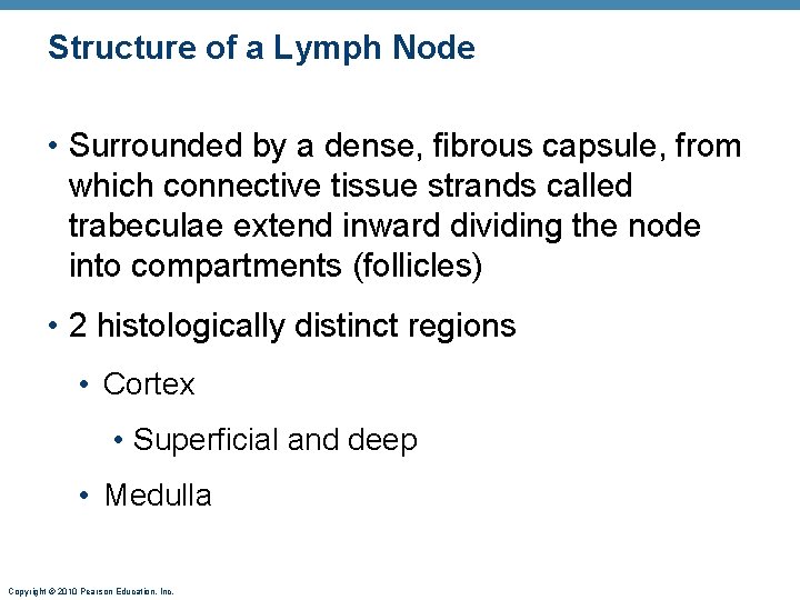 Structure of a Lymph Node • Surrounded by a dense, fibrous capsule, from which