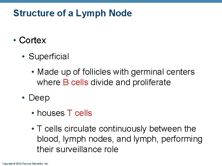 Structure of a Lymph Node • Cortex • Superficial • Made up of follicles