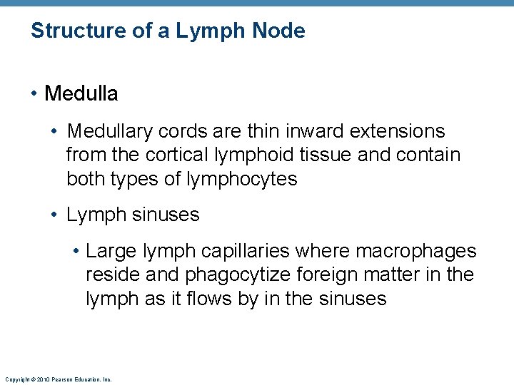 Structure of a Lymph Node • Medullary cords are thin inward extensions from the