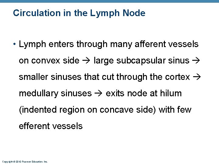 Circulation in the Lymph Node • Lymph enters through many afferent vessels on convex