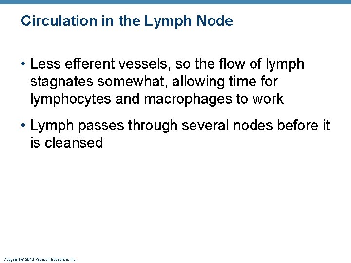 Circulation in the Lymph Node • Less efferent vessels, so the flow of lymph