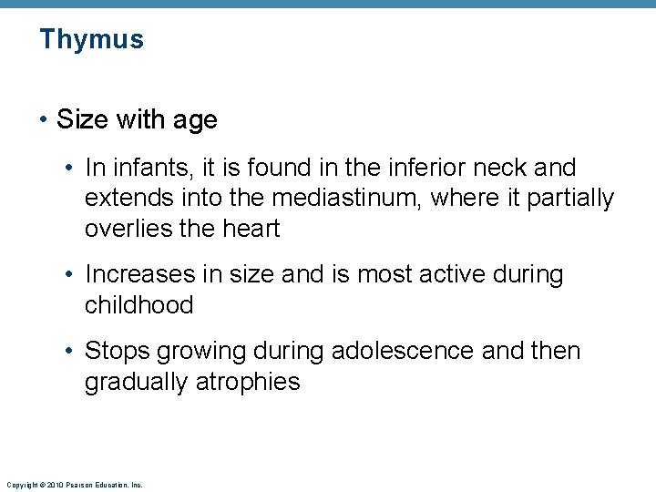 Thymus • Size with age • In infants, it is found in the inferior