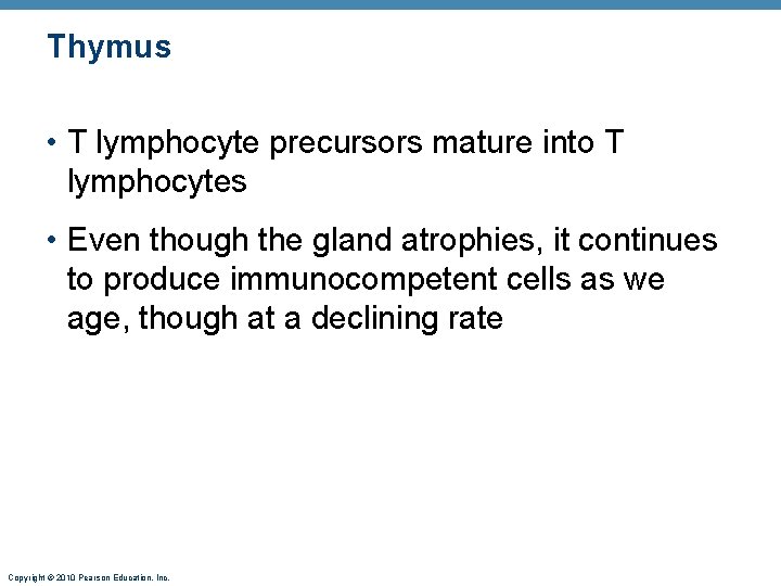 Thymus • T lymphocyte precursors mature into T lymphocytes • Even though the gland