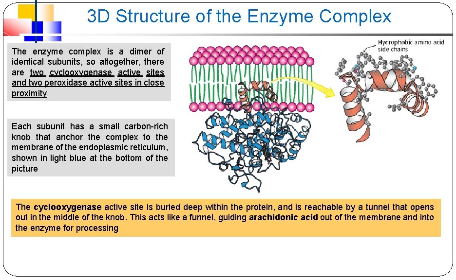 3 D Structure of the Enzyme Complex The enzyme complex is a dimer of