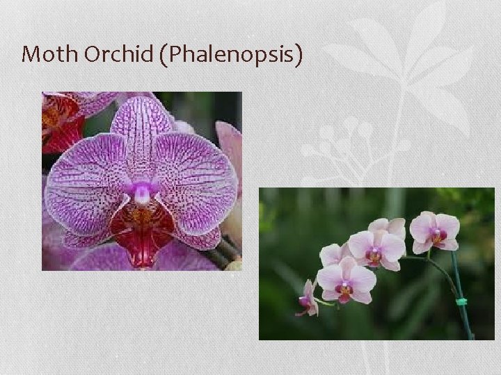 Moth Orchid (Phalenopsis) 