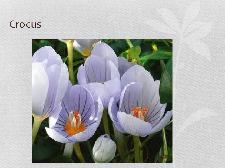 Crocus 