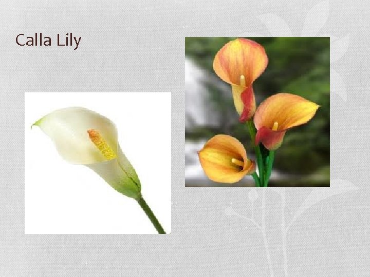 Calla Lily 