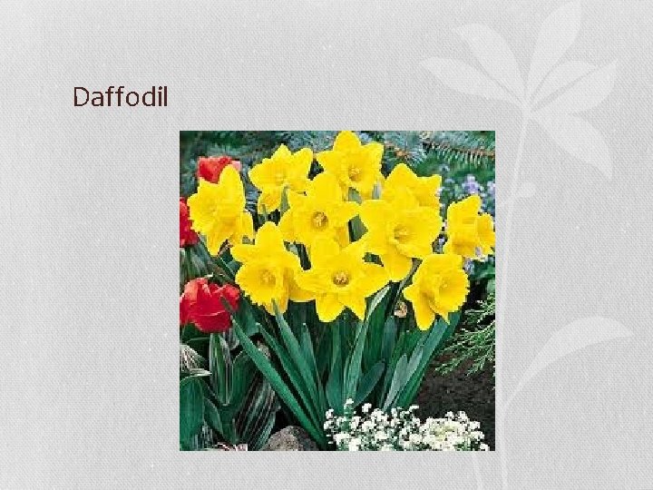 Daffodil 