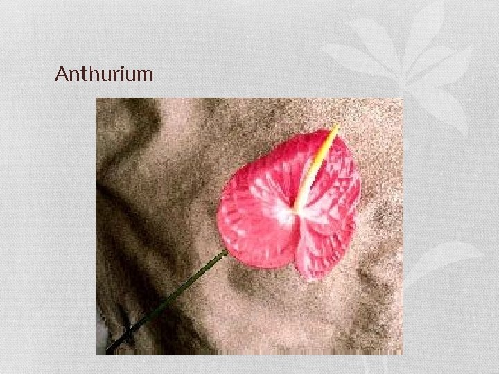 Anthurium 