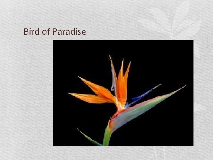 Bird of Paradise 