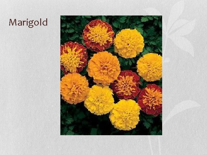 Marigold 