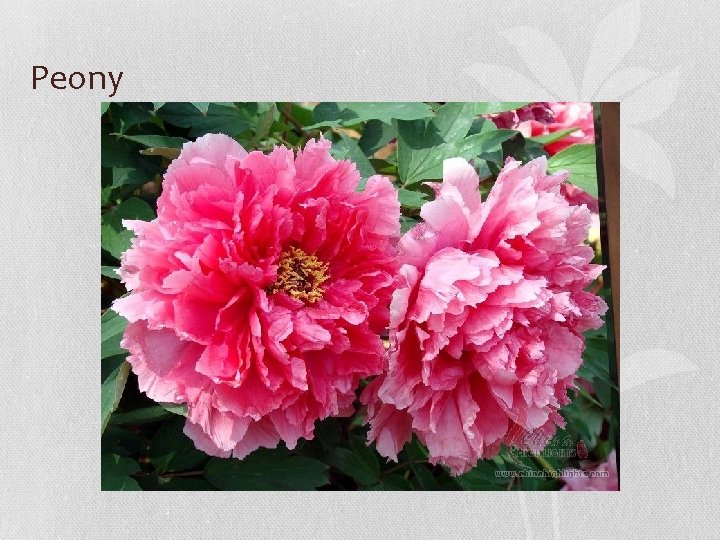 Peony 