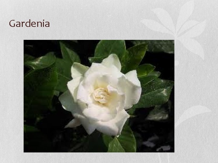 Gardenia 